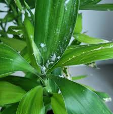 Attēlu rezultāti vaicājumam “Muscari botryoides leaf”