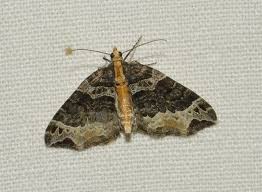 Attēlu rezultāti vaicājumam “Anacampsis blatariella”