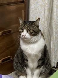 猫次郎에 대한 이미지 검색결과