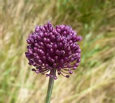 Attēlu rezultāti vaicājumam “Allium scorodoprasum”