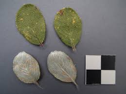 Attēlu rezultāti vaicājumam “Melampsora epitea”