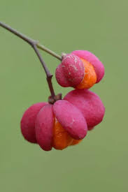 Attēlu rezultāti vaicājumam “Euonymus europaeus fruit”