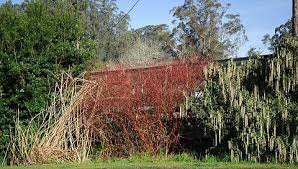 Attēlu rezultāti vaicājumam “Cornus sericea”
