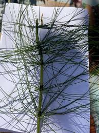 Attēlu rezultāti vaicājumam “Equisetum fluviatile”