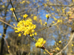 Attēlu rezultāti vaicājumam “Cornus mas flower”