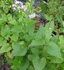 Attēlu rezultāti vaicājumam “Lunaria rediviva leaf”