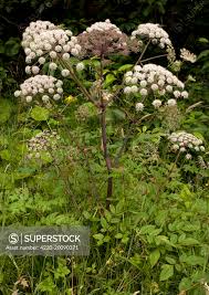 Attēlu rezultāti vaicājumam “Angelica sylvestris flower”