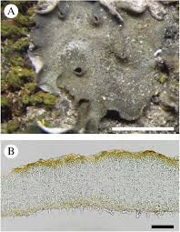 Attēlu rezultāti vaicājumam “Leptogium saturninum”