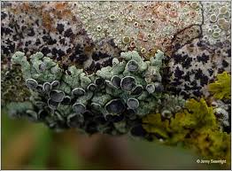 Attēlu rezultāti vaicājumam “Physcia aipolia”