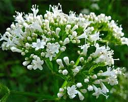 Image result for Valeriana officinalis