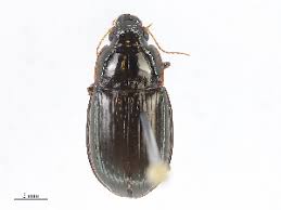 Attēlu rezultāti vaicājumam “Amara sp.”