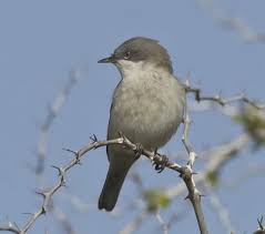 Attēlu rezultāti vaicājumam “Sylvia curruca”