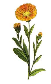 Image result for Calendula officinalis