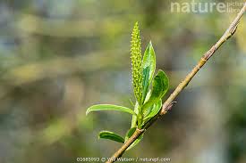 Attēlu rezultāti vaicājumam “Salix x fragilis”