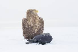 Image result for Haliaeetus albicilla
