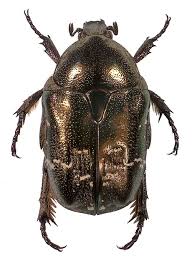 Attēlu rezultāti vaicājumam “Potosia cuprea”