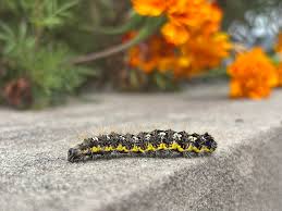 Attēlu rezultāti vaicājumam “Ypsolopha asperella”