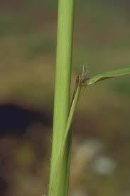 Attēlu rezultāti vaicājumam “Anthoxanthum odoratum”