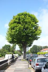 Attēlu rezultāti vaicājumam “Ulmus x hollandica”