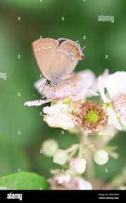 Attēlu rezultāti vaicājumam “Satyrium ilicis”