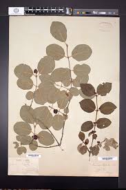 Attēlu rezultāti vaicājumam “Lonicera xylosteum leaf”