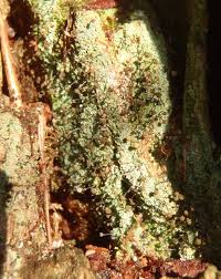 Attēlu rezultāti vaicājumam “Chaenotheca stemonea”