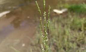 Attēlu rezultāti vaicājumam “Glyceria fluitans”