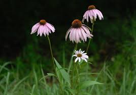 Image result for Echinacea purpurea