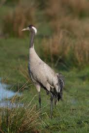 Attēlu rezultāti vaicājumam “Grus grus”