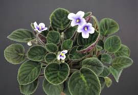 Image result for Saintpaulia ionantha Culitvar