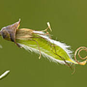 Attēlu rezultāti vaicājumam “Cytisus scoparius fruit”