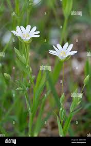 Attēlu rezultāti vaicājumam “Stellaria holostea leaf”