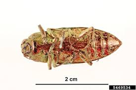 Attēlu rezultāti vaicājumam “Chalcophora mariana”