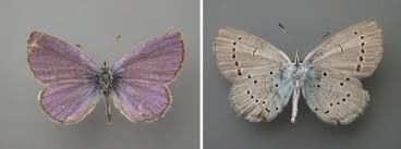 Attēlu rezultāti vaicājumam “Cupido minimus underside”