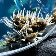 Attēlu rezultāti vaicājumam “Urocystis anemones spores”