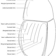 Attēlu rezultāti vaicājumam “Hypocaccus rugiceps”