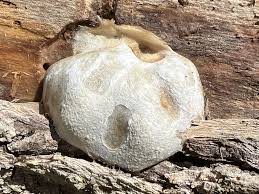 Attēlu rezultāti vaicājumam “Reticularia lycoperdon young”