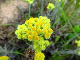 Attēlu rezultāti vaicājumam “Helichrysum arenarium”