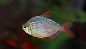 Attēlu rezultāti vaicājumam “Bilimbia tetramera”