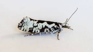 Attēlu rezultāti vaicājumam “Ypsolopha asperella”