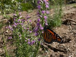 Attēlu rezultāti vaicājumam “Juglans cinerea flower”