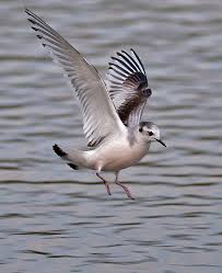 Attēlu rezultāti vaicājumam “Larus minutus”