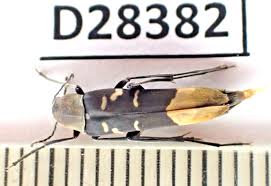 Attēlu rezultāti vaicājumam “Melandryidae”