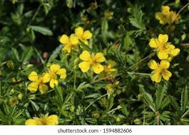 Attēlu rezultāti vaicājumam “Potentilla erecta leaf”