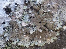 Attēlu rezultāti vaicājumam “Parmelia serrana”