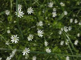 Attēlu rezultāti vaicājumam “Stellaria uliginosa”
