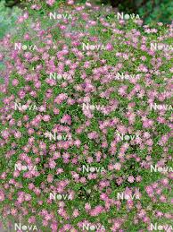 Attēlu rezultāti vaicājumam “Gypsophila muralis”