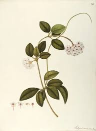 Attēlu rezultāti vaicājumam “Asclepiadaceae”