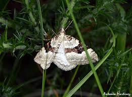 Attēlu rezultāti vaicājumam “Cosmorhoe ocellata”