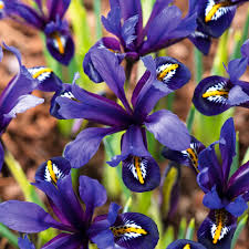Attēlu rezultāti vaicājumam “Iris reticulata”